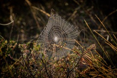 Heinz-Dieter Schmidt