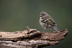 Nicole Gießmann-Keller