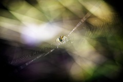 Nicole Gießmann-Keller