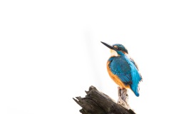 Nicole Gießmann-Keller