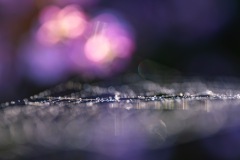 Roswitha Antoniak